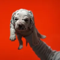 Boy 1 AKC , a male Dalmatian for sale in Miami, FL – Photo 1 of 3