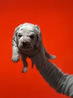 Boy 1 AKC , a male Dalmatian for sale in Miami, FL – Photo 1 of 3
