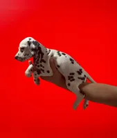Girl 1 AKC , a female Dalmatian for sale in Miami, FL – 3 of 3