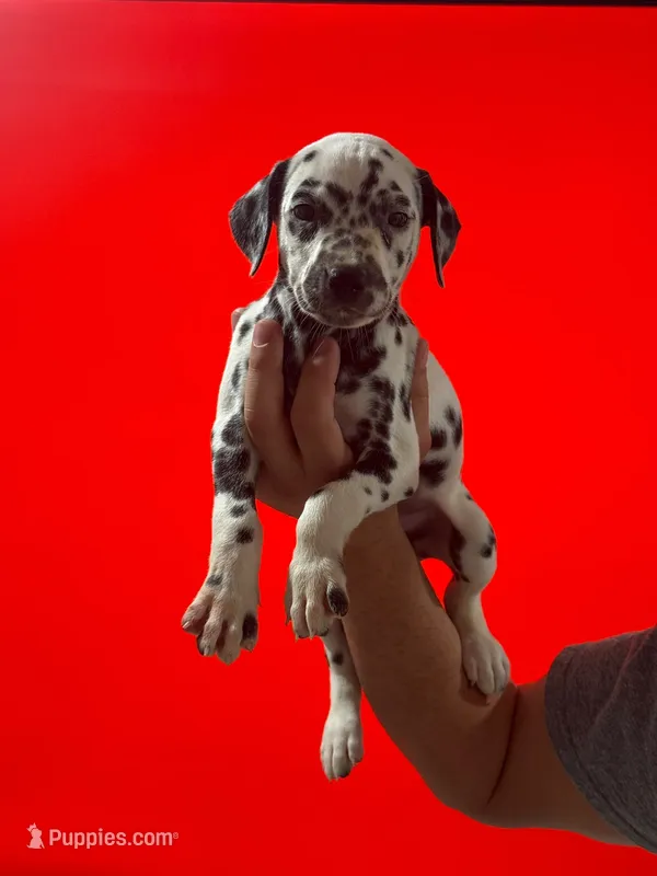 Molly AKC – Dalmatian puppy for sale in Miami, FL
