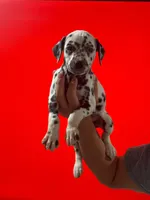 Molly AKC, a female Dalmatian for sale in Miami, FL – 1 of 3