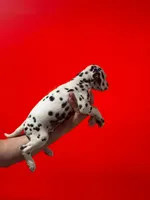 Girl 1 AKC , a female Dalmatian for sale in Miami, FL – 2 of 3