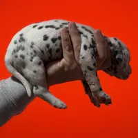 Purdy AKC , a female Dalmatian for sale in Miami, FL – Photo 4 of 4