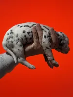 Purdy AKC , a female Dalmatian for sale in Miami, FL – Photo 4 of 4