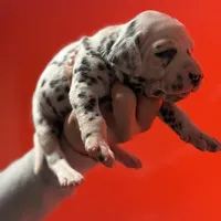 Purdy AKC , a female Dalmatian for sale in Miami, FL – Photo 2 of 4