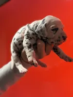 Purdy AKC , a female Dalmatian for sale in Miami, FL – Photo 2 of 4