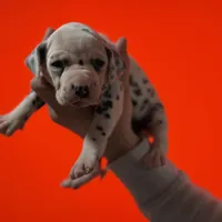 Purdy AKC , a female Dalmatian for sale in Miami, FL – Photo 1 of 4