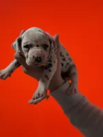 Purdy AKC , a female Dalmatian for sale in Miami, FL – Photo 1 of 4