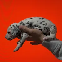 Purdy AKC , a female Dalmatian for sale in Miami, FL – Photo 3 of 4