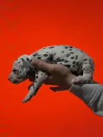 Purdy AKC , a female Dalmatian for sale in Miami, FL – Photo 3 of 4