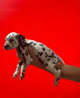 Molly AKC, a female Dalmatian for sale in Miami, FL – 2 of 3