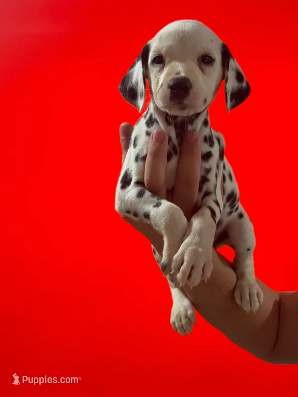 Dalmatian Puppy – Dalmatian puppy for sale in Miami, FL