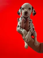 Dalmatian Puppy, a female Dalmatian for sale in Miami, FL – 1 of 3