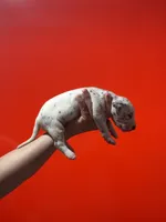 Girl 1 AKC , a female Dalmatian for sale in Miami, FL – 3 of 3