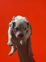 Girl 1 AKC , a female Dalmatian for sale in Miami, FL – 2 of 3