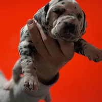 AKC Spots , a male Dalmatian for sale in Miami, FL – Photo 3 of 3