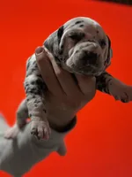 AKC Spots , a male Dalmatian for sale in Miami, FL – Photo 3 of 3