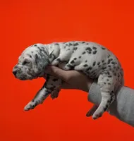 AKC Spots , a male Dalmatian for sale in Miami, FL – Photo 1 of 3