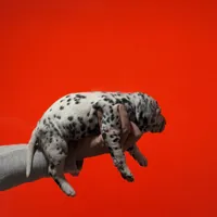 AKC Spots , a male Dalmatian for sale in Miami, FL – Photo 2 of 3