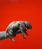 AKC Spots , a male Dalmatian for sale in Miami, FL – Photo 2 of 3