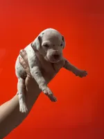 Purdy AKC , a female Dalmatian for sale in Miami, FL – 3 of 3