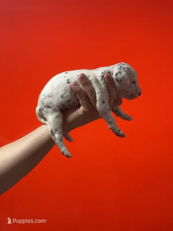 Purdy AKC  – Dalmatian puppy for sale in Miami, FL