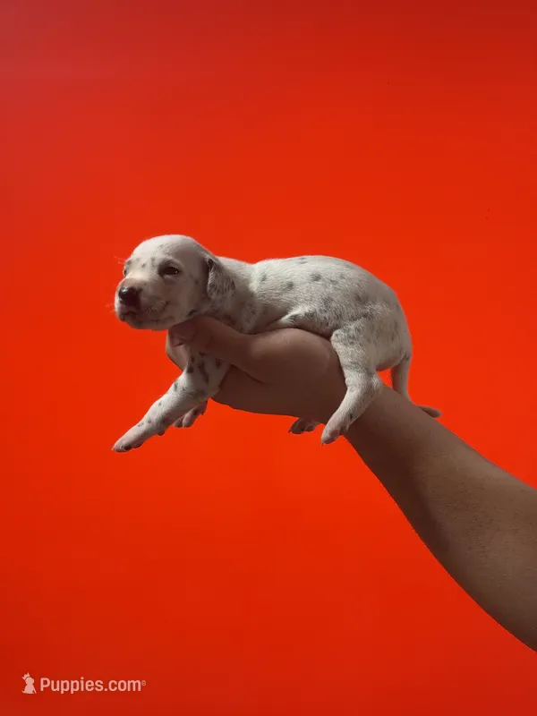 Dalmatian Puppy – Dalmatian puppy for sale in Miami, FL