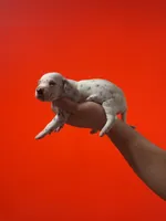 Dalmatian Puppy, a female Dalmatian for sale in Miami, FL – 1 of 3