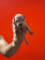 Molly AKC, a female Dalmatian for sale in Miami, FL – 3 of 3