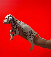 Dalmatian Puppy, a female Dalmatian for sale in Miami, FL – 2 of 3