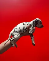 Molly AKC, a female Dalmatian for sale in Miami, FL – 3 of 3