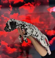 AKC GIRL 2, a female Dalmatian for sale in Miami, FL – Photo 3 of 7