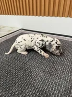 AKC GIRL 2, a female Dalmatian for sale in Miami, FL – Photo 6 of 7