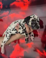 AKC GIRL 2, a female Dalmatian for sale in Miami, FL – Photo 1 of 7