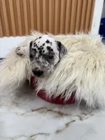 AKC GIRL 2, a female Dalmatian for sale in Miami, FL – Photo 4 of 7