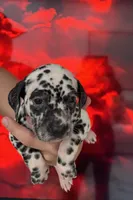 AKC GIRL 2, a female Dalmatian for sale in Miami, FL – Photo 2 of 7