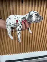 AKC GIRL 2, a female Dalmatian for sale in Miami, FL – Photo 7 of 7