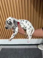AKC GIRL 2, a female Dalmatian for sale in Miami, FL – Photo 5 of 7