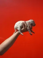 Dalmatian Puppy, a female Dalmatian for sale in Miami, FL – 3 of 3