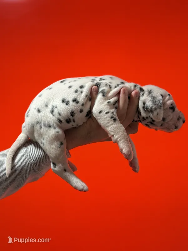 Boy 1 AKC  – Dalmatian puppy for sale in Miami, FL