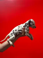 Dalmatian Puppy, a female Dalmatian for sale in Miami, FL – 3 of 3
