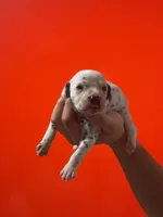 Dalmatian Puppy, a female Dalmatian for sale in Miami, FL – 2 of 3