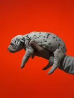 Boy 1 AKC , a male Dalmatian for sale in Miami, FL – 2 of 3