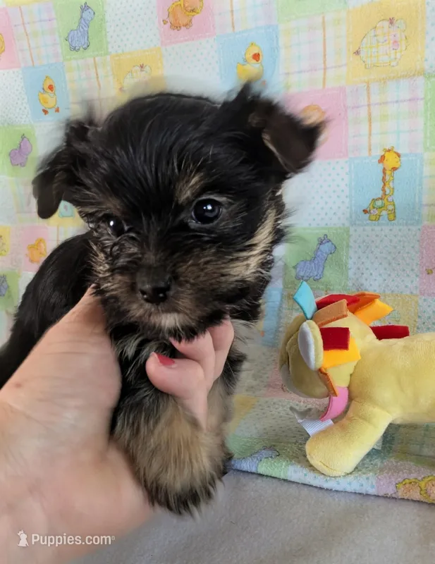 Esme  – Yorkshire Terrier puppy for sale in Two Rivers, WI