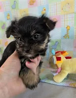 Esme , a female Yorkshire Terrier for sale in Two Rivers, WI – 2 of 4
