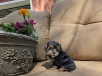 Evie, a female Yorkshire Terrier for sale in Two Rivers, WI – 2 of 4