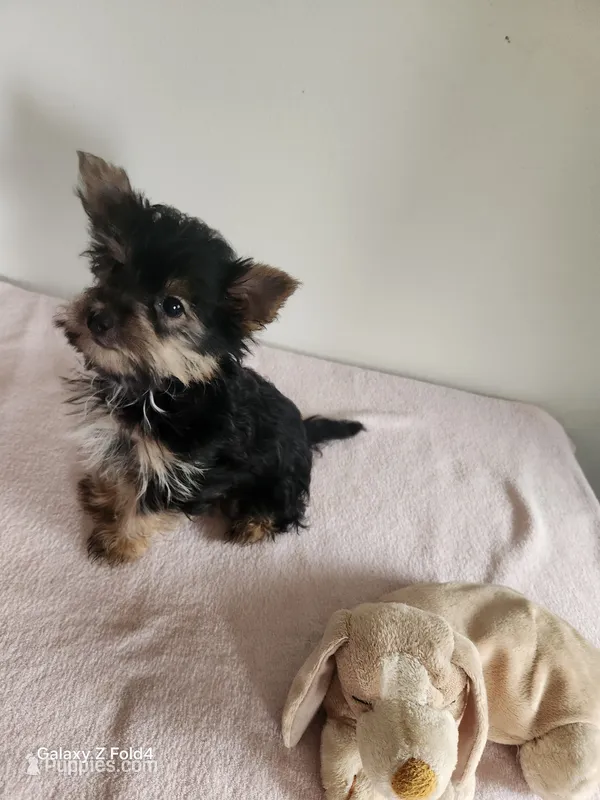 Esme  – Yorkshire Terrier puppy for sale in Two Rivers, WI