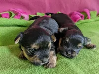 Esme , a female Yorkshire Terrier for sale in Two Rivers, WI – 3 of 4