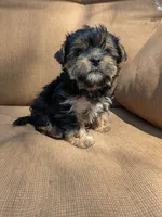 Evie, a female Yorkshire Terrier for sale in Two Rivers, WI – 4 of 4