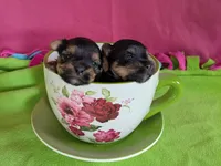 Esme , a female Yorkshire Terrier for sale in Two Rivers, WI – 4 of 4